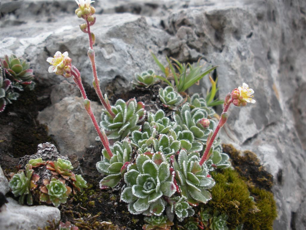 Saxifraga paniculata